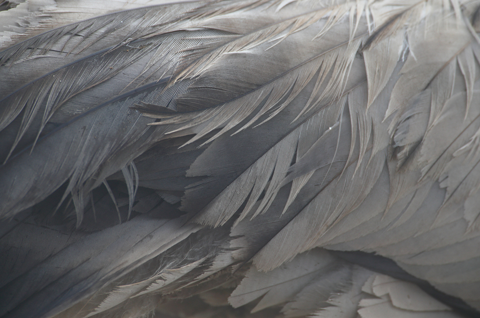 Las plumas de las grullas